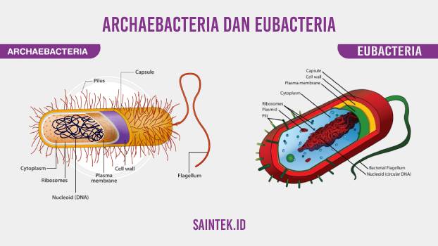 Gambar Archaebacteria dan eubacteria