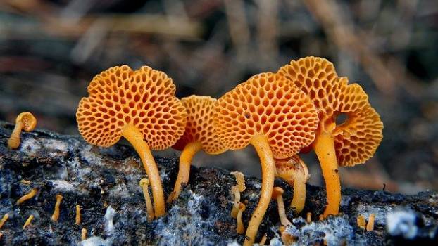 Ciri-Ciri Fungi