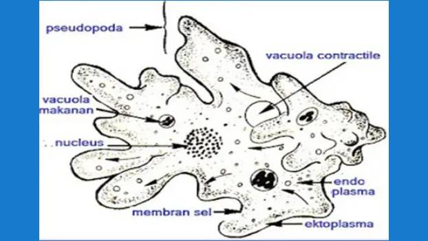 Gambar Struktur Rhizopoda