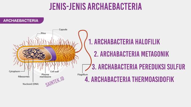 Jenis-Jenis Archaebacteria