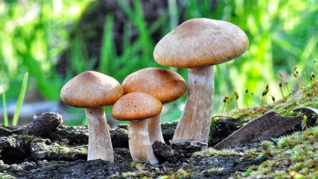 Klasifikasi Fungi