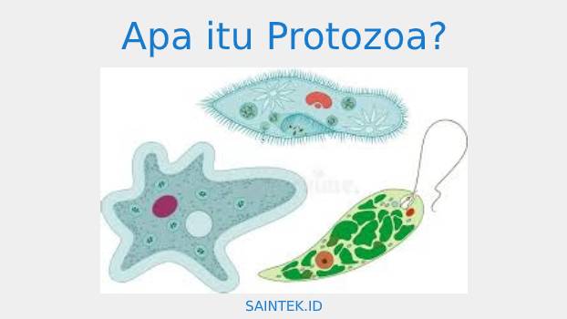 Gambar apa itu protozoa