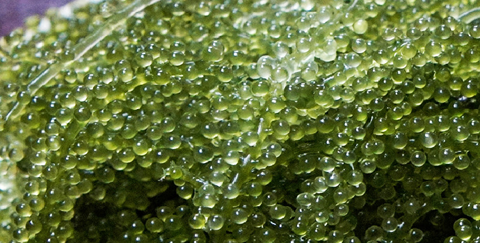 gambar makroalgae