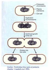 pembelahan binner sel eukariotik