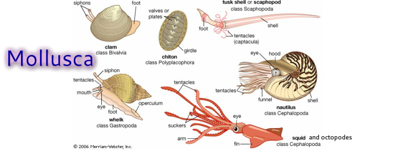 gambar Mollusca