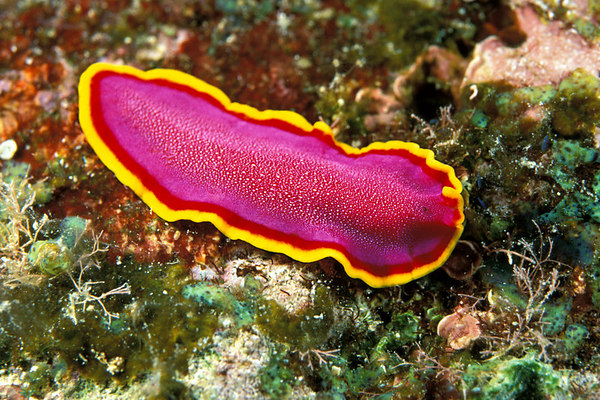 gambar Platyhelminthes