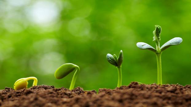 Gambar kingdom plantae