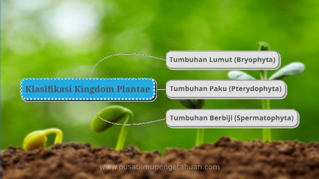 gambar klasifikasi kingdom plantae