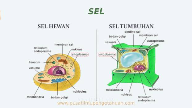 √ Pengertian Sel - Struktur, Membran, Inti, Organel, dan Fungsi