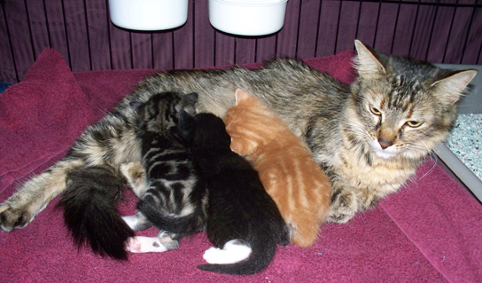 gambar kucing dan anak-anaknya