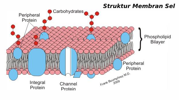 Gambar Struktur Membran Sel
