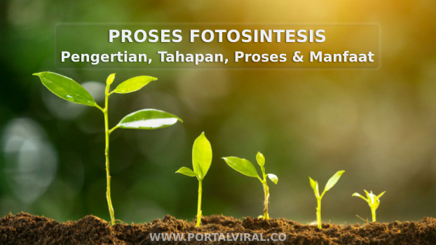Proses Fotosintesis dalam Biologi, Pengertian dan Penjelasannya