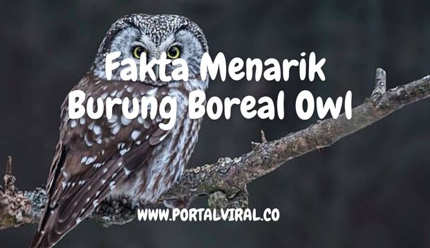 Burung Boreal Owl